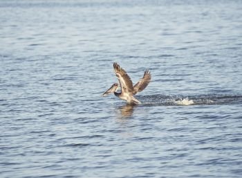 Brown pelican fishing in Florida lake