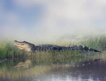American alligator resting near pond