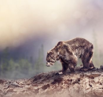 Large Brown Bear walking on the rocks