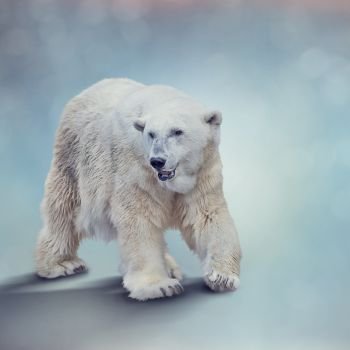 Large Polar bear walking ,close up
