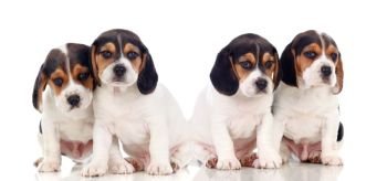 Four beautiful beagle puppies isolated on a white background