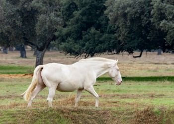 Portrait of a beautiful white horse in the countyside