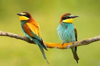 Couple of bee-eaters perched on a branch looking at different side