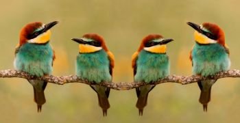 Meeting of four bee-eaters on a branch 