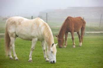 Horses grazing in the countyside in a foggy day