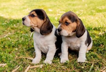 Beautiful beagle puppies brown and black on the green grass