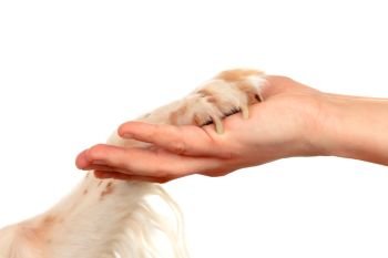 Friendship between a dog and its owner isolated on a white background