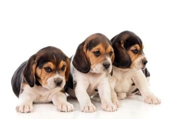 Beautiful beagle puppies brown and black isolated on a white background