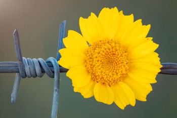 Yellow flower holding on a wire fence in the countryside