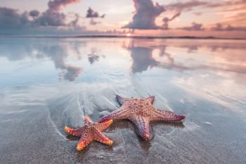 Two starfish on the beach and beautiful sunset over sea. Starfish on beach
