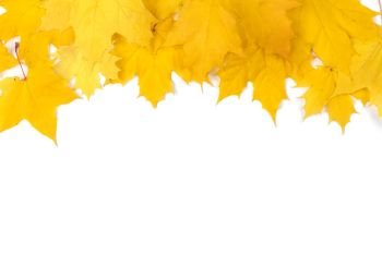 Yellow maple leaves frame with copy space isolated on white background. Yellow maple leaves frame