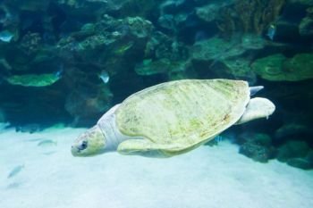 Sea turtle swims in blue sea. Underwater photo of marine wildlife. Marine turtle undersea closeup. Wild animal of tropic sea. Oceanic animal. Endangered species. Sea turtle swims in blue sea