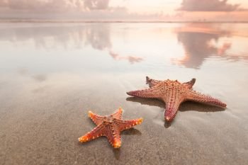 Two starfish on sea beach at sunset, Bali, Seminyak, Double six beach. Two starfish on sea beach at sunset