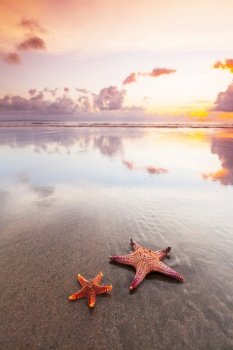 Two starfish on sea beach at sunset, Bali, Seminyak, Double six beach. Two starfish on sea beach