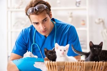 Vet doctor examining kittens in animal hospital. The vet doctor examining kittens in animal hospital