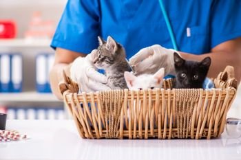 Vet doctor examining kittens in animal hospital. The vet doctor examining kittens in animal hospital