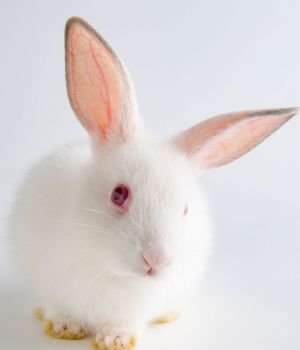 The white rabbit in easter animal concept. White rabbit in easter animal concept