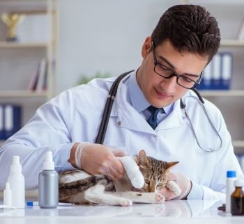 Cat visiting vet for regular check up. Cat visiting vet for regular checkup