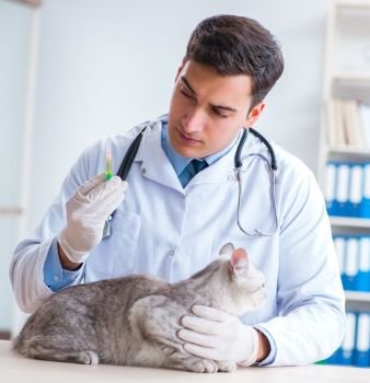 The vet examining sick cat in hospital. Vet examining sick cat in hospital