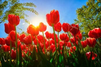 Blooming red tulips against blue sky background with sun from low vantage point. Netherlands.. Blooming tulips against blue sky low vantage point