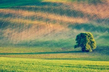 Vintage retro effect filtered hipster style image of Lonely tree in rolling fields landscape of Moravia, Czech Republic. Lonely tree in olling fields