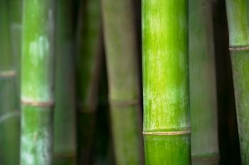 Bamboo close up in bamboo grove. Chengdu, China. Bamboo close up in bamboo grove