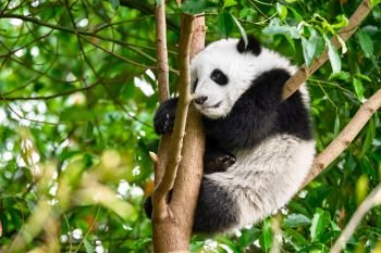 Chinese tourist symbol and attraction - cute giant panda bear cub on tree. Chengdu, Sichuan, China. Giant panda bear in China