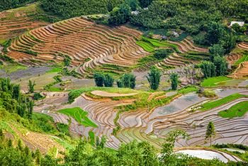 Rice field terraces (rice paddy fields). Near Cat Cat village - popular tourist trekking destination. Near Sapa, Vietnam. Rice field terraces. Near Sapa, Mui Ne