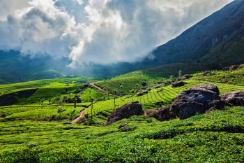 Kerala India travel background - green tea plantations in Munnar with low clouds, Kerala, India - tourist attraction. Green tea plantations in Munnar, Kerala, India