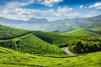 Green tea plantations in the morning, Munnar, Kerala state, India. Tea plantations, Munnar, Kerala state, India