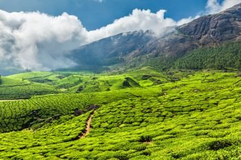 Scenic green tea plantations in Munnar, Kerala state, India. Tea plantations in India