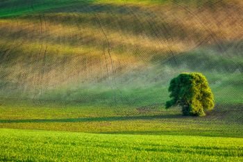 Lonely tree in rolling fields landscape of Moravia, Czech Republic. Lonely tree in olling fields