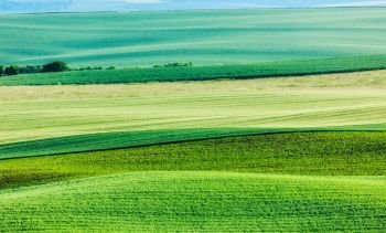 Abstract pattern of rolling striped fields in summer. Moravia, Czech Republic. Abstract pattern of rolling fields