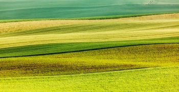 Abstract pattern of rolling striped fields in summer. Moravia, Czech Republic. Abstract pattern of rolling fields