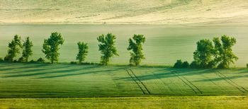 Panorama of Moravian rolling landscape with trees in early morning haze. Moravia, Czech Republic. Moravian rolling landscape with trees in early morning panorama
