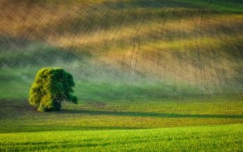 Lonely tree in ploughed field, Moravia, Czech Republic. Lonely tree in ploughed field
