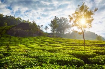 Green tea plantation in the morning. Munnar, Kerala state, South India. tea plantation in the morning, India