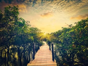 Tropical Cambodia exotic vacation holidays travel concept - vintage retro effect filtered style image of wooden bridge in flooded rain forest jungle of mangrove trees. Kampong Phluk village, Cambodia. Wooden bridge in flooded rain forest of mangrove trees
