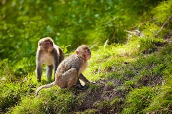 Rhesus macaques in forest in Shimla, Himachal Pradesh, India. Rhesus macaques in India