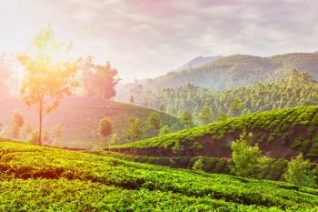 Kerala India travel background - green tea plantations in Munnar, Kerala, India in the morning on sunrise. With lens flare and light leak. Green tea plantations in Munnar, Kerala, India