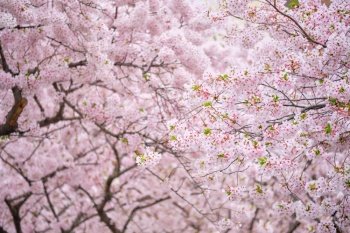 Blooming sakura cherry blossom background in spring, South Korea. Blooming sakura cherry blossom