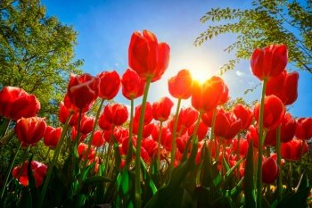 Blooming red tulips against blue sky background with sun from low vantage point. Netherlands.. Blooming tulips against blue sky low vantage point