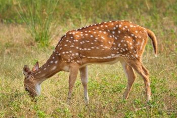 Young female chital or spotted deer grazing in fresh green grass in the forest of Ranthambore National Park. Safari, ecology tourism, animal protection concept. Rajasthan, India. Young female chital or spotted deer in Ranthambore National Park. Safari, Rajasthan, India