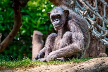 Portrait of a chimpanzee monkey ape from Africa in jungle tropical rainforest. Portrait of a chimpanzee