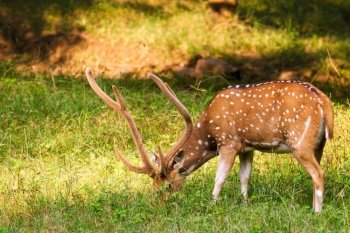 Beautiful male chital or spotted deer grazing in grass in Ranthambore National Park, Rajasthan, India. Beautiful male chital or spotted deer in Ranthambore National Park, Rajasthan, India