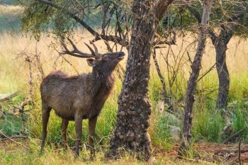 Male sambar (Rusa unicolor) deer eating tree leaves in the forest. Sambar is large deer native to the Indian subcontinent and listed as vulnerable spices. Ranthambore National Park, Rajasthan, India. Male sambar Rusa unicolor deer in Ranthambore National Park, Rajasthan, India