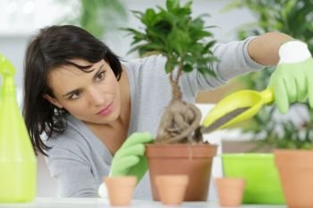 woman planting a bonsai at home