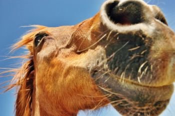 Close up photo of brown horse
