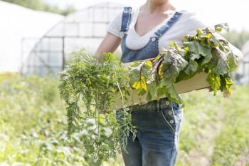 Midsection of mid adult woman holding vegetables in crate at farm