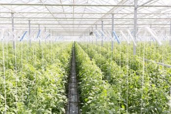 View of fresh organic plants growing in greenhouse